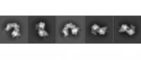 Cryo-electron microscopy images of the INTEGRATE complex bound to DNA